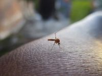 Insektenschutztür - 15819 Optionen
